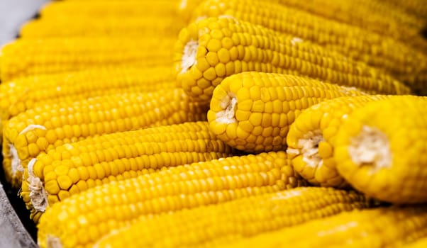 Boiled corn at street food market closeup. Fresh yellow vegetable maize at traditional fair festival