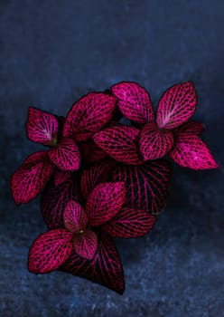 Red leaves with green nerves called Fittonia. Hypoestes phyllostachya