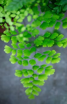 Juicy green twig. Tropical Fern Bushes. stock photo. Selective focus.