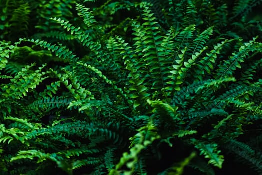 FERN - Spring green in the forest floor. Scenic background for the design of fern thickets. Selective focus.