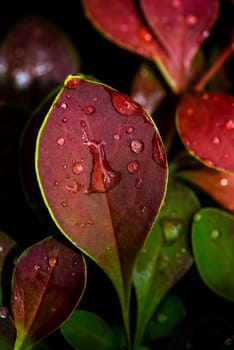 Water drops burgundy leaves of barberry close-up, selective focus, background