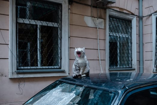 Brazen yawning cat sitting on the car.