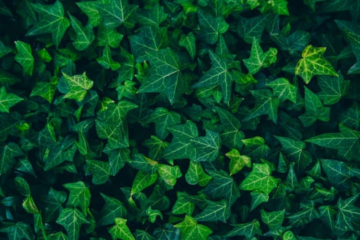 Green Bush. Seamless Tileable Texture. Frame filling horizontal image of mature ivy plant growing on a wall