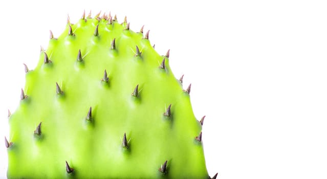 Closeup view of green cactus as a background. Cactus on a white background. Isolate with copy space. Rare thick needles on a cactus.