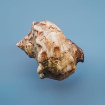 Small seashell conch, closeup detail.