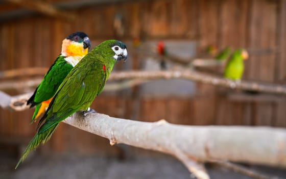 Green Red-shouldered macaw parrot, another bird behind, closeup detail.