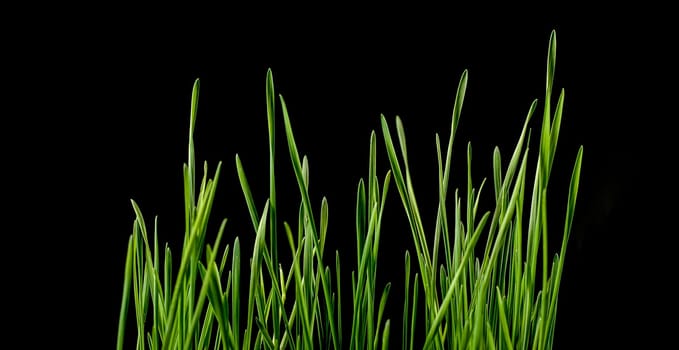 close up of green grass leaves against black background