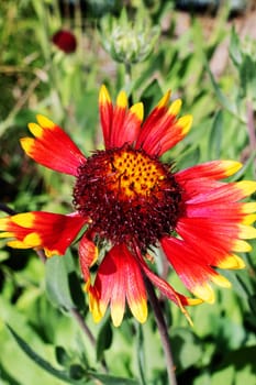 Bright red flower among green leaves close up