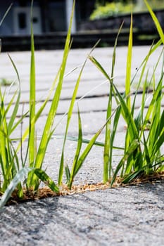 Thin green grass grows from concrete in sunlight