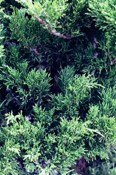 Green branches of juniper close up, nature background
