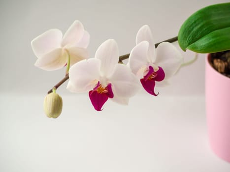 Floral decor for presentation of natural cosmetics. Gentel Orchid in pink pot. Blossom purple Phaleanopsis. dendrobium orchid. pink and white orchid isolated on white background. Close up.