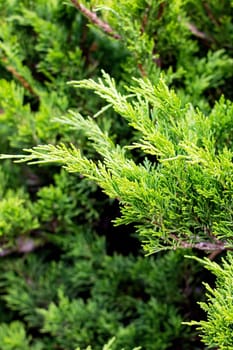 Green branches of juniper close up, nature background