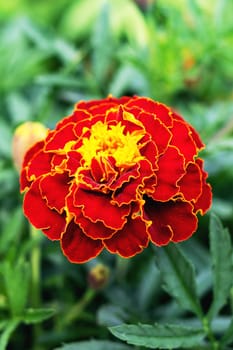 Red marigold flowers among green leaves close up