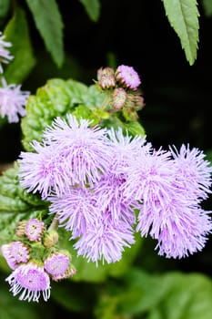 Purple ageratum flowers among green leaves close up