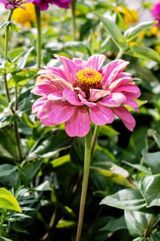 Pink Zinnia graceful flowers among green leaves close up