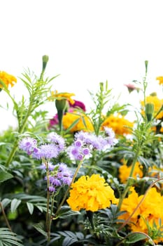 Various bright flowers isolated on a white background
