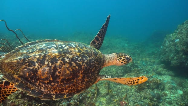 Sea turtle between corals underwater. Wonderful and beautiful underwater world. Diving and snorkeling in the tropical sea, Philippines, Mindoro.