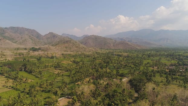 aerial view agricultural farmland with sown green,corn, tobacco field in countryside backdrop mountains. agricultural crops in rural area Java Indonesia. Land with grown plants of paddy