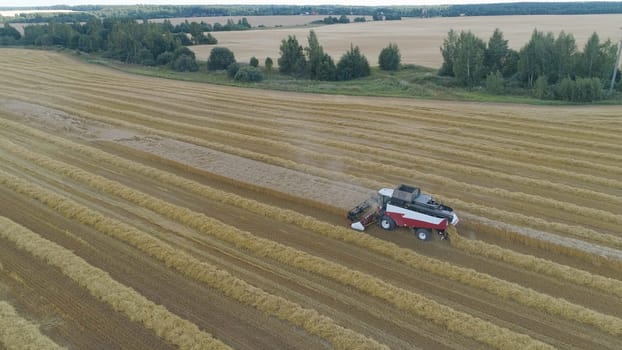 Combine harvester at work harvesting field wheat. Aerial view Combine harvester mows ripe spikelets, barley, rye. Combine harvester harvest ripe wheat on a farm.