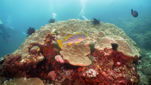 Fish and coral reef at diving. Wonderful and beautiful underwater world with corals and tropical fish. Hard and soft corals. Philippines, Mindoro. Diving and snorkeling in the tropical sea.