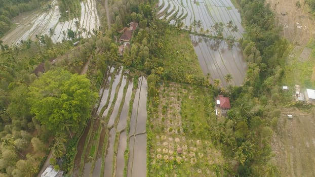 rice fields, agricultural land with fields with crops, trees in mountainside. aerial view farmland with rice terrace agricultural crops in countryside Indonesia