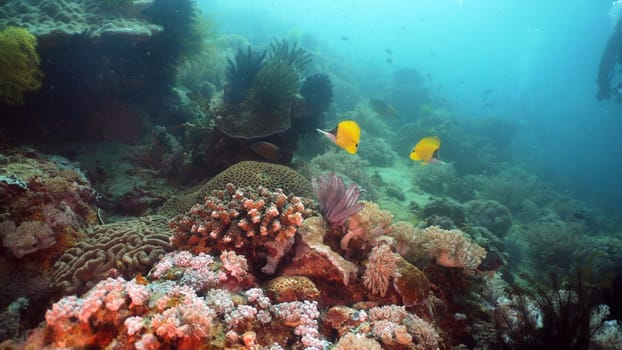 Tropical fish on coral reef at diving. Wonderful and beautiful underwater world with corals and tropical fish. Hard and soft corals. Philippines, Mindoro.