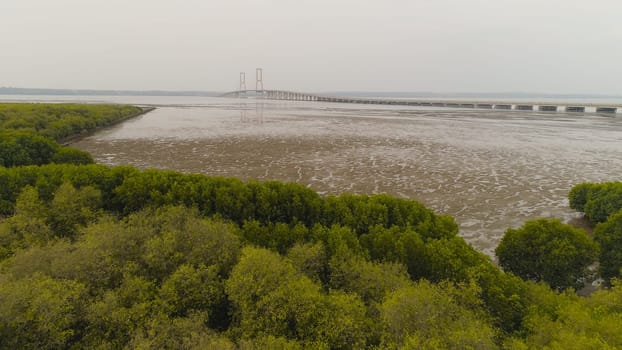 aerial view mangroves and suspension cable bridge Suramadu over madura strait connecting islands Java and Madura. surabaya high coast bridge with highway. java, indonesia