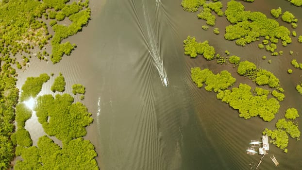 Boats sails in the mangroves among green trees aerial view. Mangrove jungles, trees, river. Mangrove landscape