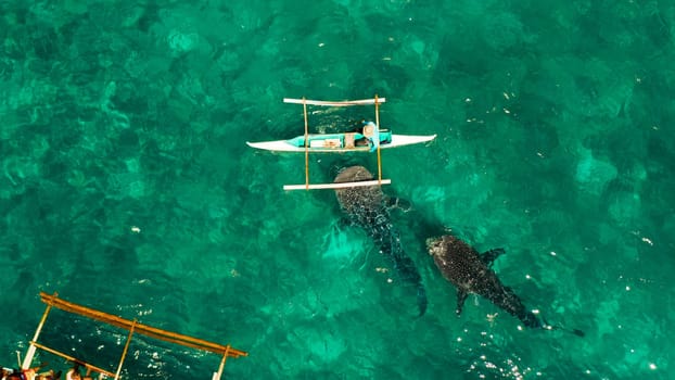 Tourists are watching whale sharks in the town of Oslob, Philippines, aerial view. Summer and travel vacation concept