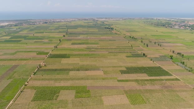 aerial view agricultural land with sown green,tobacco field in countryside. farmland with tobacco plantation agricultural crops in rural areas Java Indonesia. Land with grown plants of paddy