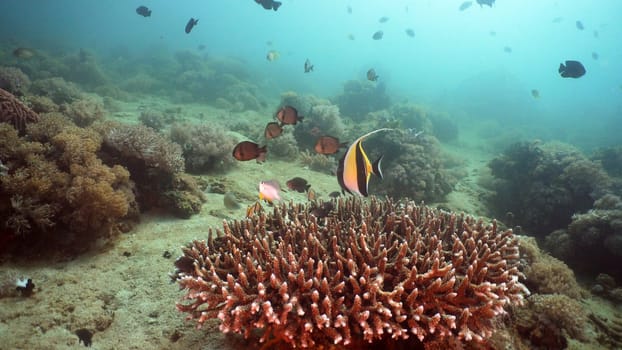 Fish and coral reef at diving. Wonderful and beautiful underwater world with corals and tropical fish. Hard and soft corals. Philippines, Mindoro. Diving and snorkeling in the tropical sea.