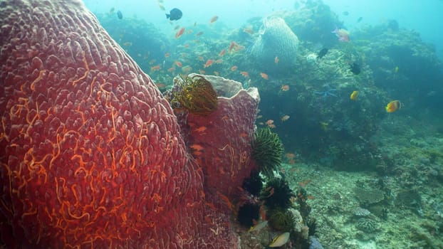 Fish and coral reef at diving. Wonderful and beautiful underwater world with corals and tropical fish. Hard and soft corals. Philippines, Mindoro. Diving and snorkeling in the tropical sea.