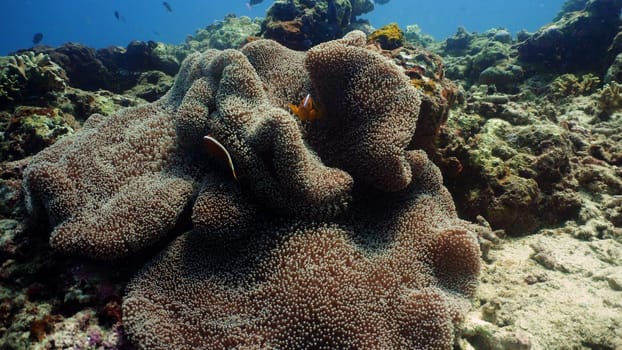 Clown anemonefish on coral reef, tropical fish. underwater world diving and snorkeling on coral reef. Hard and soft corals underwater landscape