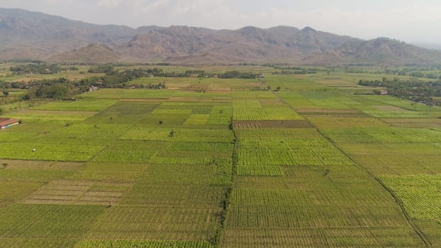 aerial view agricultural farmland with sown green,corn, tobacco field in countryside backdrop mountains. agricultural crops in rural area Java Indonesia. Land with grown plants of paddy