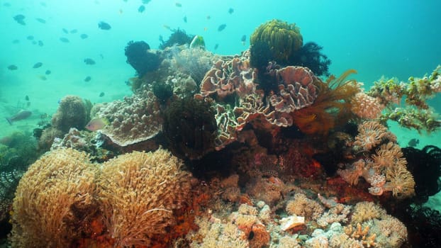 Tropical fish on coral reef at diving. Wonderful and beautiful underwater world with corals and tropical fish. Hard and soft corals. Philippines, Mindoro.