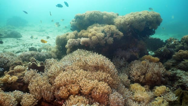 Fish and coral reef at diving. Wonderful and beautiful underwater world with corals and tropical fish. Hard and soft corals. Philippines, Mindoro. Diving and snorkeling in the tropical sea.