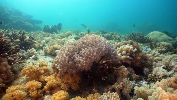 Fish and coral reef at diving. Wonderful and beautiful underwater world with corals and tropical fish. Hard and soft corals. Philippines, Mindoro. Diving and snorkeling in the tropical sea.