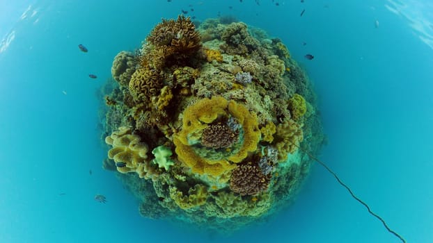 Colourful tropical coral reef. Hard and soft corals, underwater landscape. Philippines.