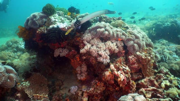 Fish and coral reef at diving. Wonderful and beautiful underwater world with corals and tropical fish. Hard and soft corals. Philippines, Mindoro. Diving and snorkeling in the tropical sea.