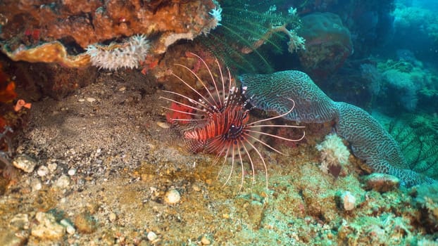 Lionfish on coral reef. Dive, underwater world, corals and tropical fish. Philippines, Mindoro. Diving and snorkeling in the tropical sea. Travel concept.