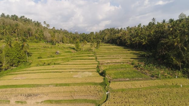 rice fields and agricultural land with crops. aerial view farmland with rice terrace agricultural crops in countryside Indonesia,Bali