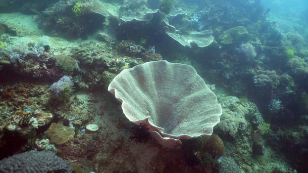 Beautiful soft coral in tropical sea. Wonderful and beautiful underwater world with corals. Philippines, Mindoro.