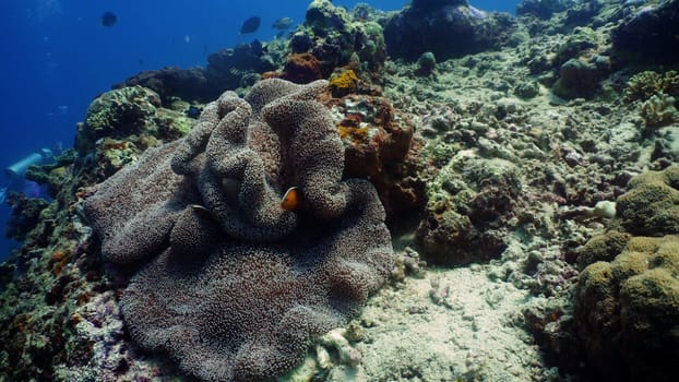 Clown anemonefish on coral reef, tropical fish. underwater world diving and snorkeling on coral reef. Hard and soft corals underwater landscape