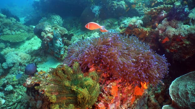 Clown Anemonefish in actinia on coral reef. Amphiprion percula. Mindoro. Underwater coral garden with anemone and clownfish. Philippines