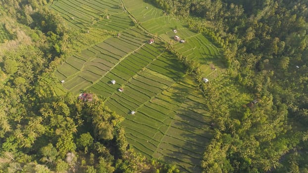 green rice terraces, fields and agricultural land with crops. aerial view farmland with rice terrace agricultural crops in countryside Indonesia,Bali