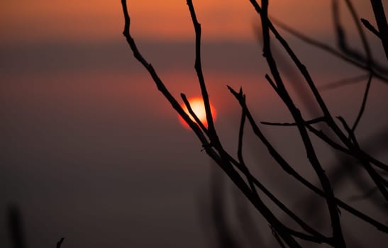 sun through tree branches. Sunset, sunrise with clouds. orange skies and sun