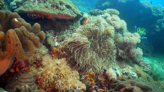Clown Anemonefish in actinia on coral reef. Amphiprion percula. Mindoro. Underwater coral garden with anemone and clownfish. Philippines
