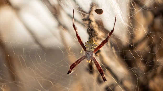 tropical spider on web insect hunting. spider predator on the web