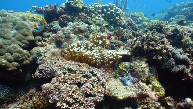 Tropical fishes and coral reef, underwater footage. Seascape under water. Camiguin, Philippines.