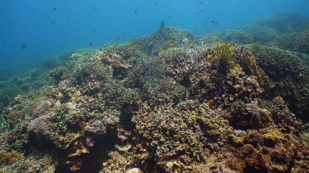 Tropical coral reef. Underwater fishes and corals. Camiguin, Philippines.